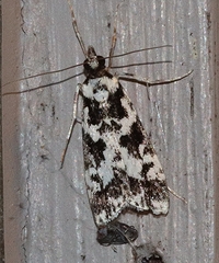 Eudonia aphrodes