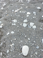 Charadrius bicinctus bicinctus