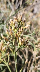 Baccharis sergiloides