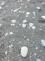 Charadrius bicinctus bicinctus