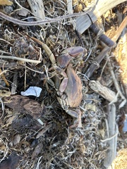 Metacarcinus anthonyi