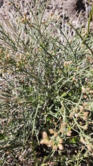 Baccharis sergiloides