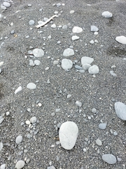 Charadrius bicinctus bicinctus