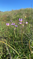Primula clevelandii