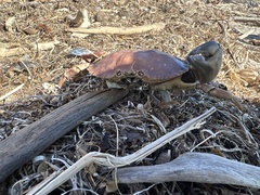 Metacarcinus anthonyi