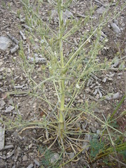 Frasera albomarginata