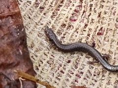 Plethodon richmondi