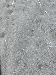 Charadrius bicinctus bicinctus