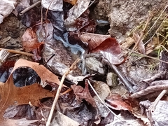 Plethodon richmondi