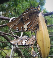 Polyura pyrrhus