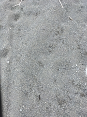 Charadrius bicinctus bicinctus