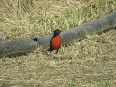 Leistes militaris