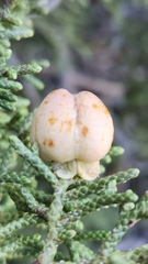 Walshomyia juniperina