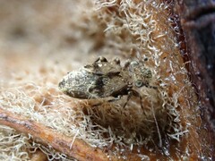 Pteroxanium kelloggi