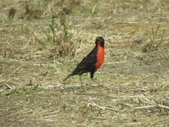 Leistes militaris