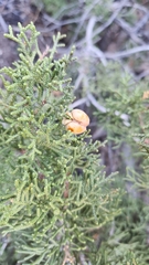 Walshomyia juniperina