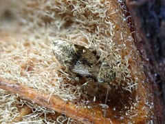 Pteroxanium kelloggi