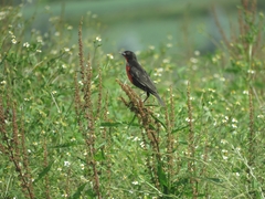 Leistes militaris