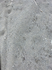 Charadrius bicinctus bicinctus