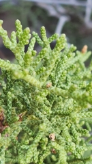 Walshomyia juniperina