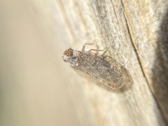 Tachycixius