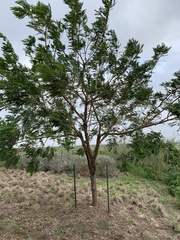 Leucaena pulverulenta