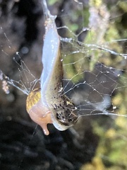 Prophysaon andersonii