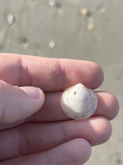 Divalinga quadrisulcata