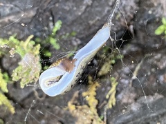 Prophysaon andersonii