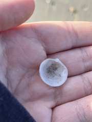 Divalinga quadrisulcata