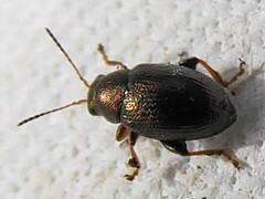 Chaetocnema hortensis