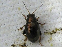 Chaetocnema hortensis