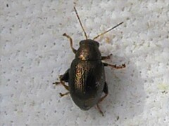 Chaetocnema hortensis