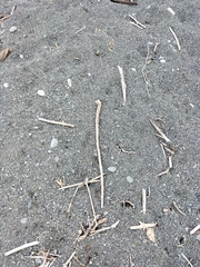 Charadrius bicinctus bicinctus