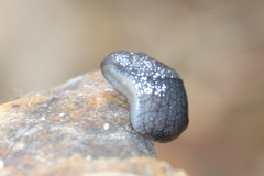 Hesperarion hemphilli