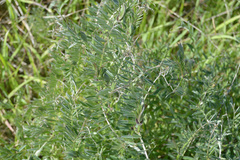 Vicia benghalensis