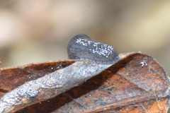 Hesperarion hemphilli