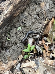 Plethodontinae