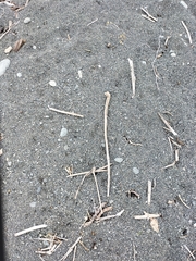 Charadrius bicinctus bicinctus