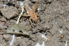 Ceuthophilus californianus