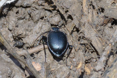 Scaphinotus interruptus