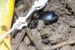 Scaphinotus interruptus