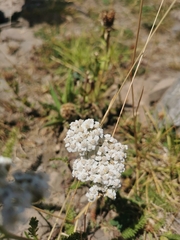 Achillea millefolium