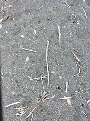 Charadrius bicinctus bicinctus