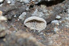 Resupinatus