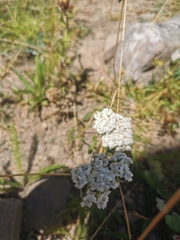 Achillea millefolium