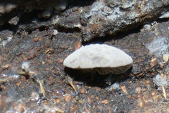 Resupinatus