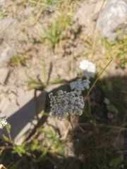 Achillea millefolium