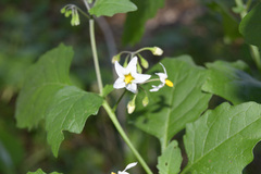 Solanum douglasii