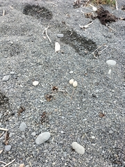 Charadrius bicinctus bicinctus